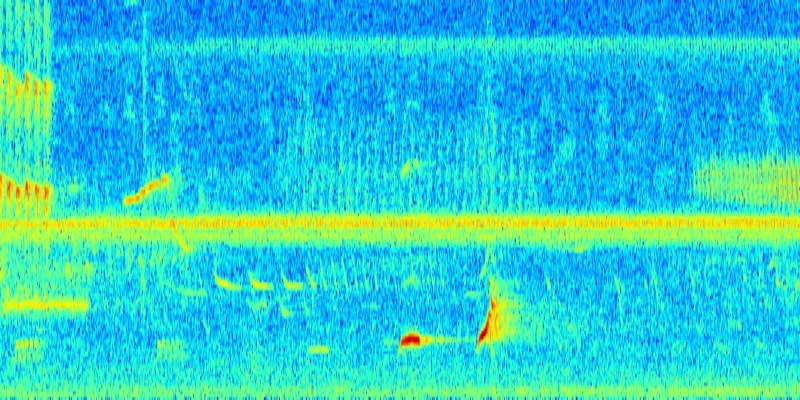 Spectrogram showing bobwhite call frequencies over time